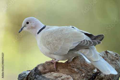 Close-up of a peaceful turtledove perched on a rock