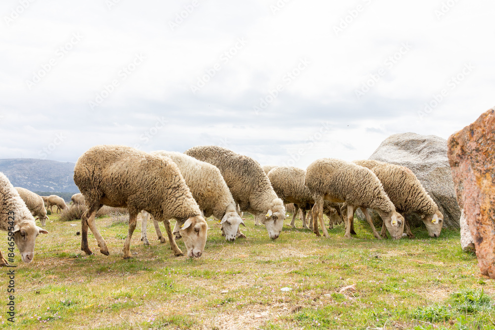 Flock of sheep grazing in a pastoral landscape Flock of sheep grazing in a pastoral landscape
