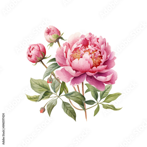 peony flower set watercolor illustration