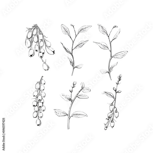Pea plant set, peas, branch. Hand drawn vector sketch illustration