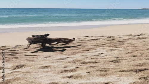 Young Dutch shepherd dogs play on the beach. photo