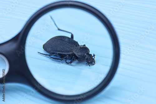 one large black beetle magnified under a magnifying glass sits on a blue table