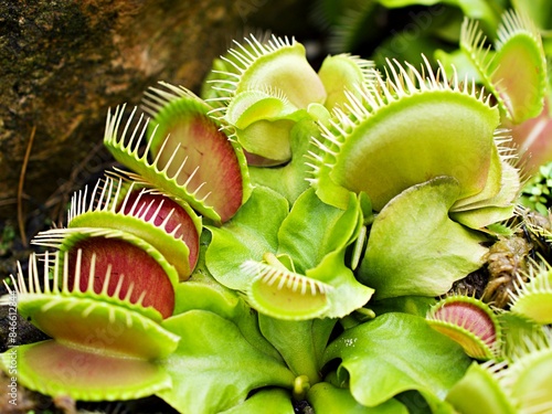 Closeup Venus flytrap ,Insectivorous plants ,Low Giant ,Dionaea muscipula ,needle-like-teeth ,venus fly catcher ,Cook's Carnivorous 