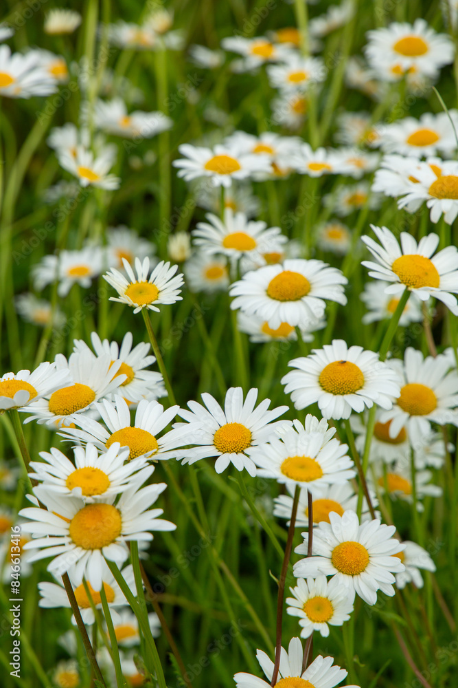 Blooming wild meadow of daisies on a windy summer day in June in Latvia Blooming wild meadow of daisies on a windy summer day in June in Latvia