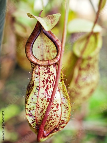 Flytrap Predatory Carnivorous monkey cups plant, tropical pitcher plants ,Nepenthes mirabilis Ventrata ,Nepenthes Alata Khasiana 
