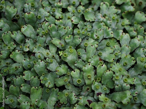 Closeup green leaf of Marchantia polymorpha ,Umbrella Liverwort ,Common liverwort 