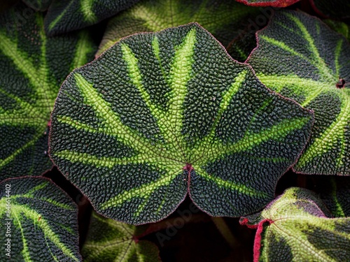 Closeup foliage leaf of Begonia rex Chloroneura plants Emerald Giant Begoniaceae ,Begonia soli mutata ,Sun-Changing ,leaves background, 