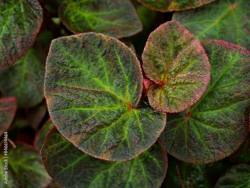 Closeup foliage leaf of Begonia rex Chloroneura plants Emerald Giant Begoniaceae ,Begonia soli mutata ,Sun-Changing ,leaves background, 