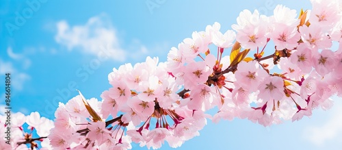 Beautiful cherry blossoms o...