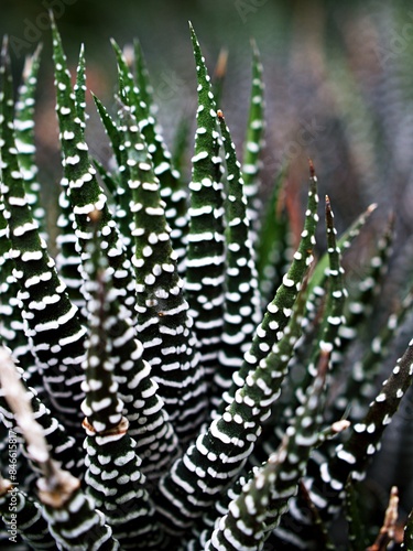 Succulent Zebra plant ,Haworthia Aloe Vera ,Pearl plant ,Zebra cactus ,Star window ,Cushion Aloe ,Haworthia fasciata South African succulent is family Asphodelaceae ,Attractive striped rosettes 