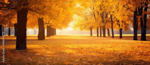 Vibrant autumn scenery: yel...