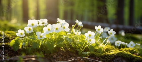 Spring forest landscape fea...