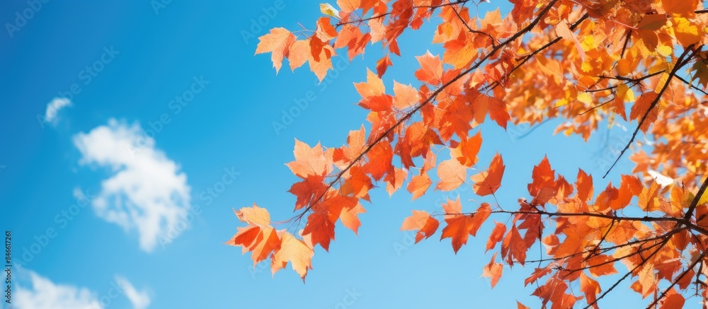Fall foliage with vibrant colors against a clear blue sky, ideal for a seasonal 'copy space image.' Fall foliage with vibrant colors against a clear blue sky, ideal for a seasonal 'copy space image.'