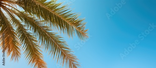 Date palm branches under a ...