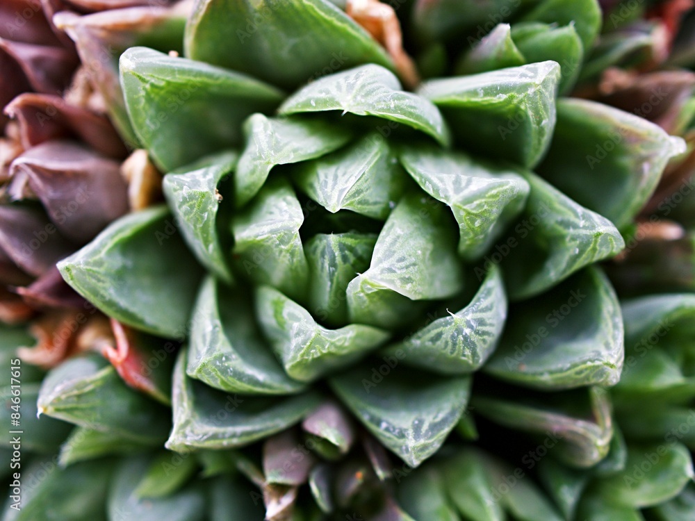 Fototapeta premium Succulent plant Haworthia mucronata ,Asphodelaceae ,Cuspidata ,Suculenta ,Ventana Haworthia cymbifomis Variegata Cactus