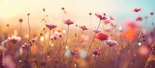 Fototapeta Naklejka Na Ścianę i Meble -  Vintage fall flowers in a scenic meadow during early sunny morning, creating a colorful and magical background landscape with copy space image.