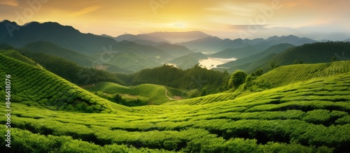 Scenic view of tea plantati...