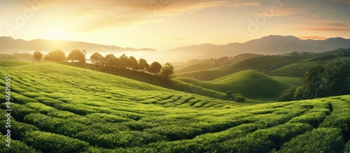 Scenic view of tea plantati...