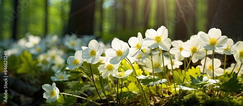 Spring forest landscape fea...