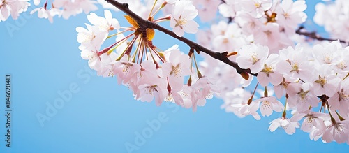 Beautiful cherry blossoms o...