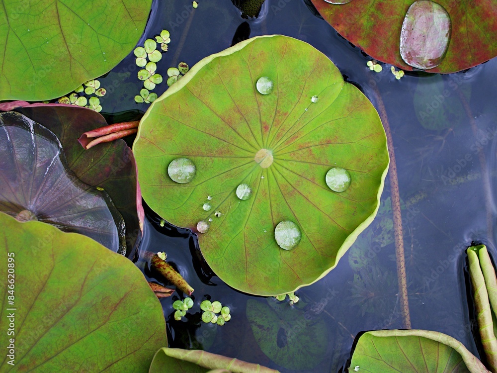 Φωτογραφία Closeup green foliage of water lily leaves , Nymphaeaceae water lilies green lea