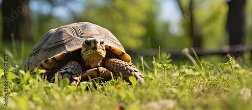 Eastern Hermann's tortoise, a European terrestrial turtle of the Testudo hermanni boettgeri species, can be seen as a copy space image in its natural habitat on the lawn.