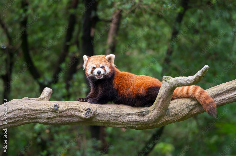 Fototapeta premium Red panda resting on a tree