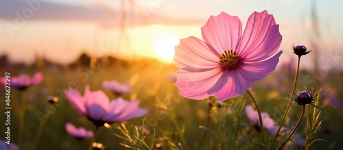 Cosmos flower facing the sunrise in an open field, with a prominent copy space image visible.