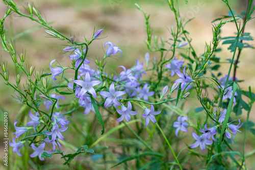 Campanula patula. Wild bellflower, plants with violet flowers.