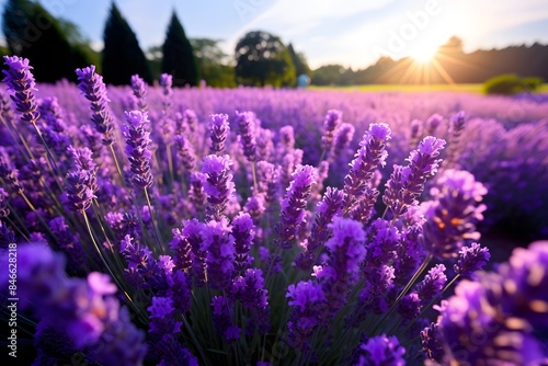 lavender field at sunset