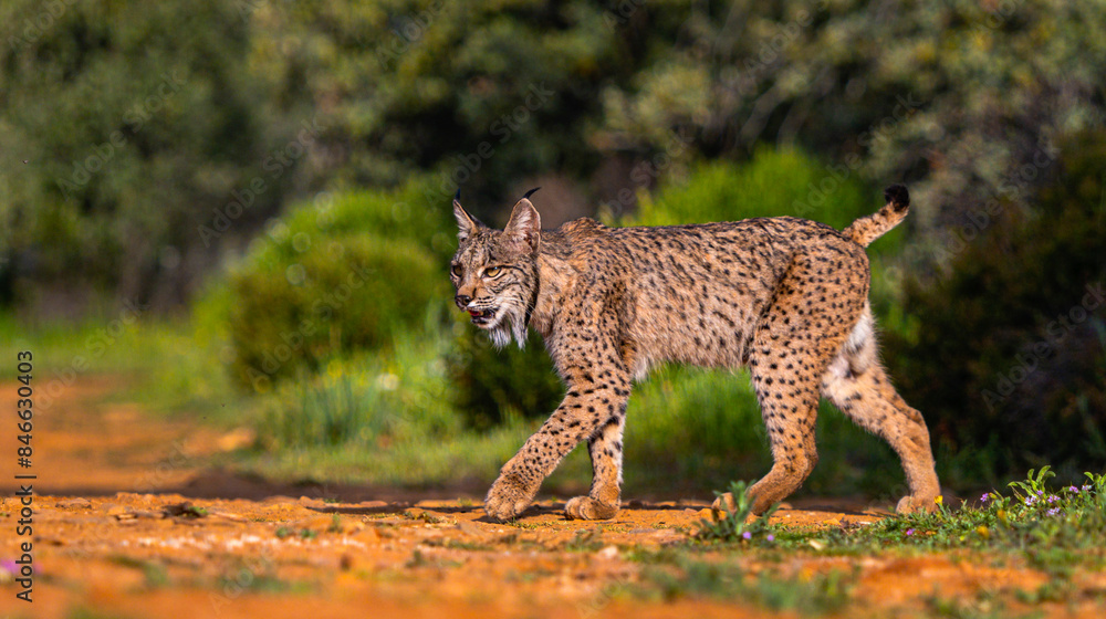 Obraz premium Iberian Lynx, Lynx pardinus, Mediterranean Forest, Castilla La Mancha, Spain, Europe