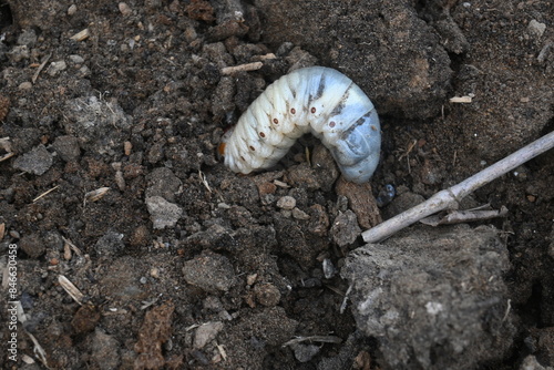 Cockchafer larva. Its other names Melolontha melolontha, white grub, Cockchafer beetle, may bug worm and may beetle. It is  an insect of the order Coleoptera. 