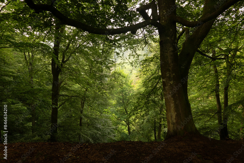Beech forest in the early morning. Thick old beech in the foreground still in the shade, while light is already falling on the trees in the background Beech forest in the early morning. Thick old beech in the foreground still in the shade, while light is already falling on the trees in the background