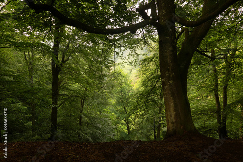 Beech forest in the early morning. Thick old beech in the foreground still in the shade, while light is already falling on the trees in the background