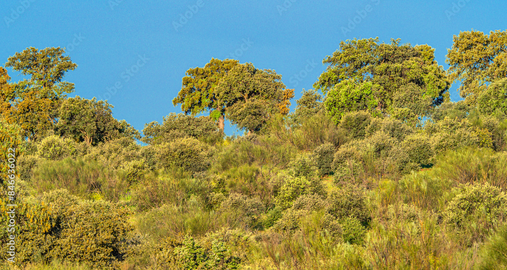 Mediterranean Forest Landscape, Castilla La Mancha, Spain, Europe Mediterranean Forest Landscape, Castilla La Mancha, Spain, Europe