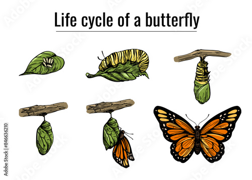 Life cycle of a butterfly, realistic engraving style. hand drawn, vector illustration, black outline