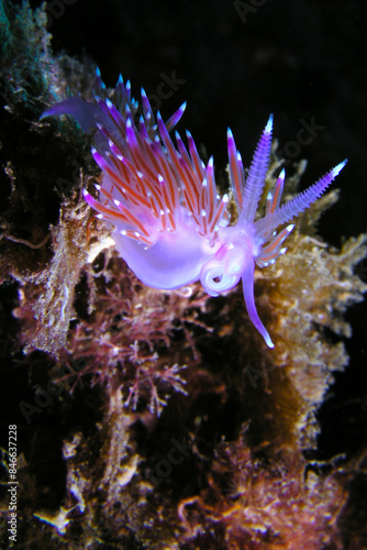 Photography Sea Slug, Nudibranch, Flabellina affinis, Cabo Cope-Puntas del Calnegre Natural