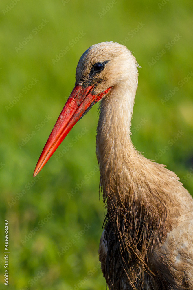 Fototapeta premium White Stork, Ciconia ciconia, Agricultural Fields, Castilla y Leon, Spain, Europe