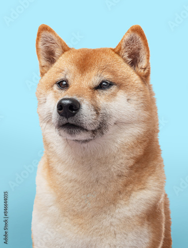 Portrait of Shiba Inu dog on blue background. File contains clipping path.