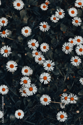 daisies on black