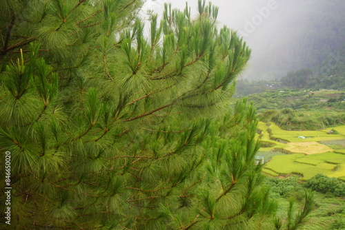 benguet pine on sagada philippines