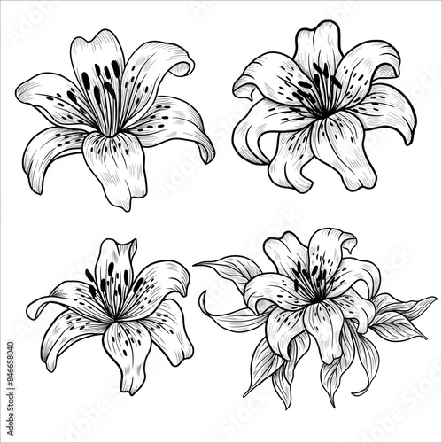Lily flower outlines. Monochrome black and white bouquet lily isolated on white background. Hand drawn design greeting card and invitation of the wedding, birthday, Valentines Day, mother day.