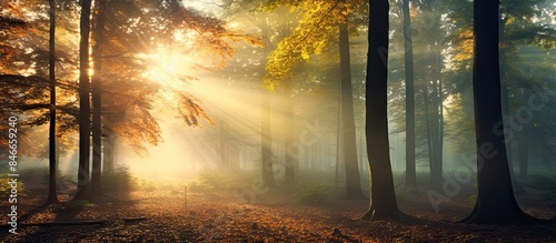 A picturesque autumn forest...