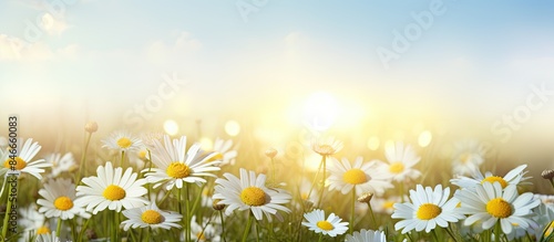 Summer landscape with yellow and white flowers like daisies, clovers, and dandelions in grass at dawn, ideal for a banner with a wide, panoramic copy space image.