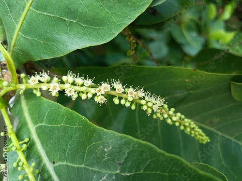 The Indian almond tree, also known as Terminalia catappa, is a deciduous tree that is native to India and Southeast Asia. photo