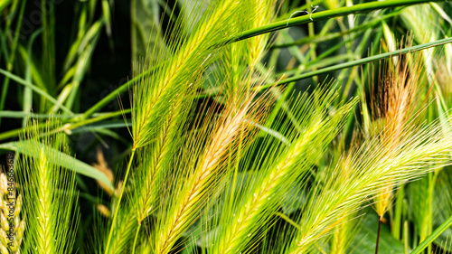 Green plant in a village in Spain