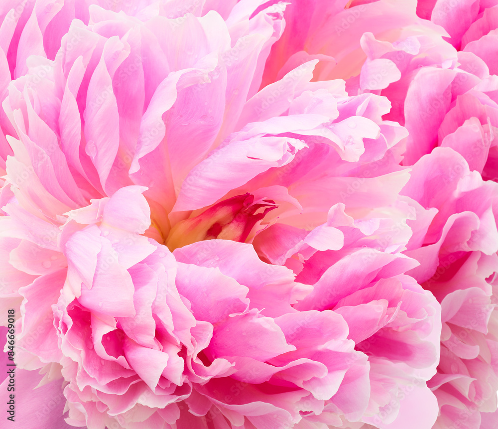 Peony flower. Floral pink background. Macro. Nature. Peony flower. Floral pink background. Macro. Nature.