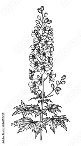 Vector illustration of delphinium flower in engraving style