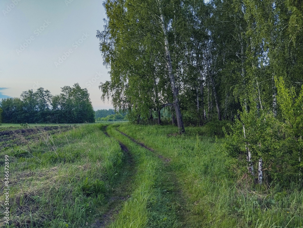 Obraz premium A natural landscape with a country road, sky and birch forest