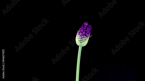 Time Lapse of Blooming Big Violet Allium Christophii Flower Isolated on Black Background. Time-lapse of Cultivated Decorative Garlic Flower Bloom Side view, Close up Opening Onion Head Bud photo